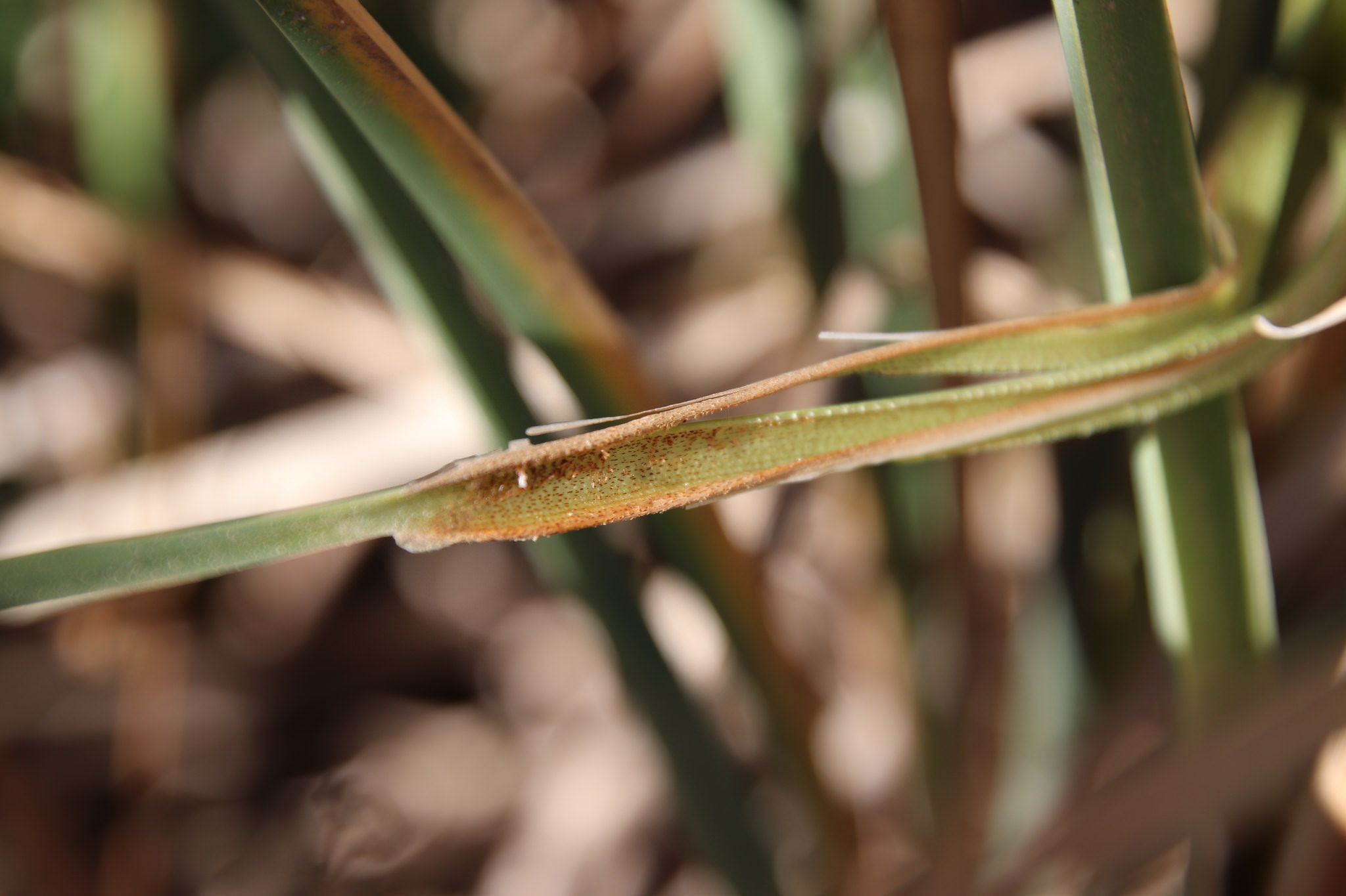 Typha dominguensis